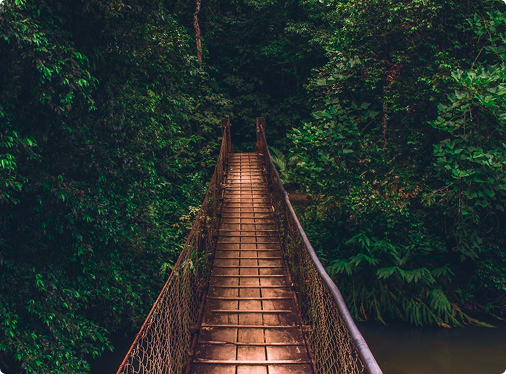 Eine hölzerne Hängebrücke führt durch den Regenwald